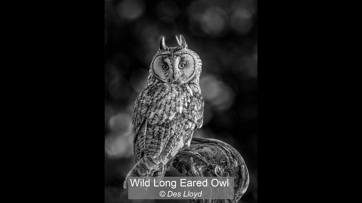 Wild Long Eared Owl